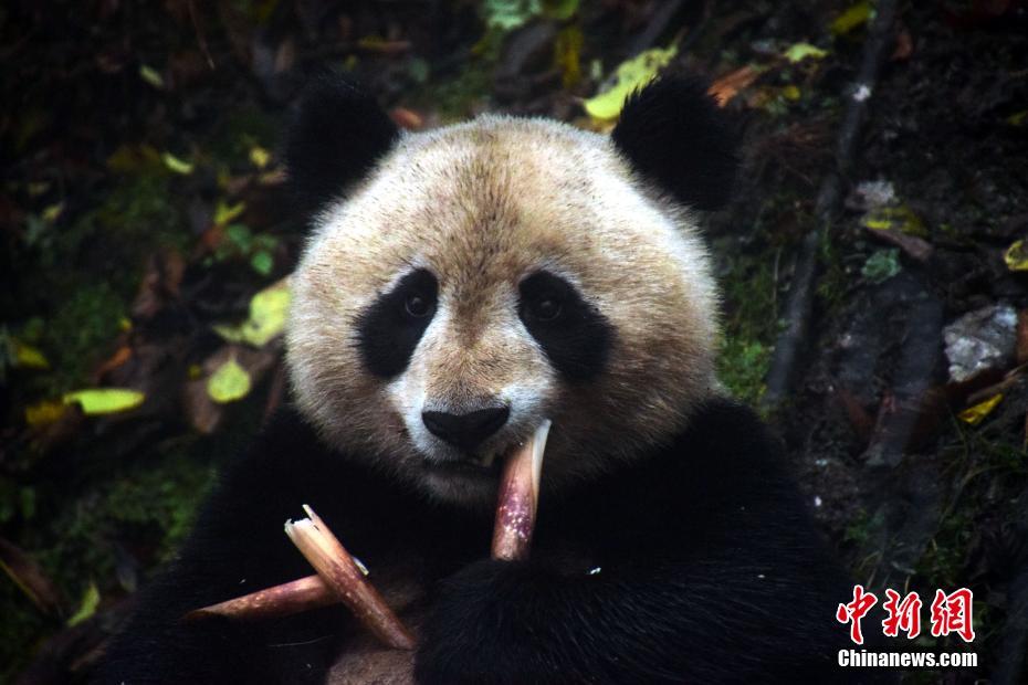 孕妇黄色一级毛片电影