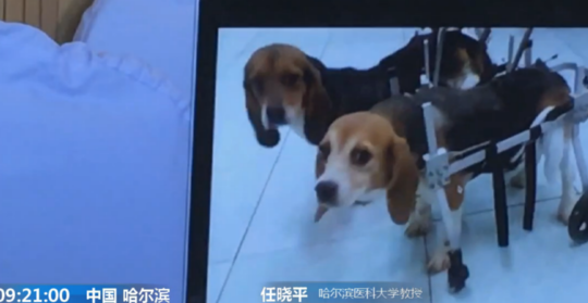 加勒比Heyzo黑人无码专区