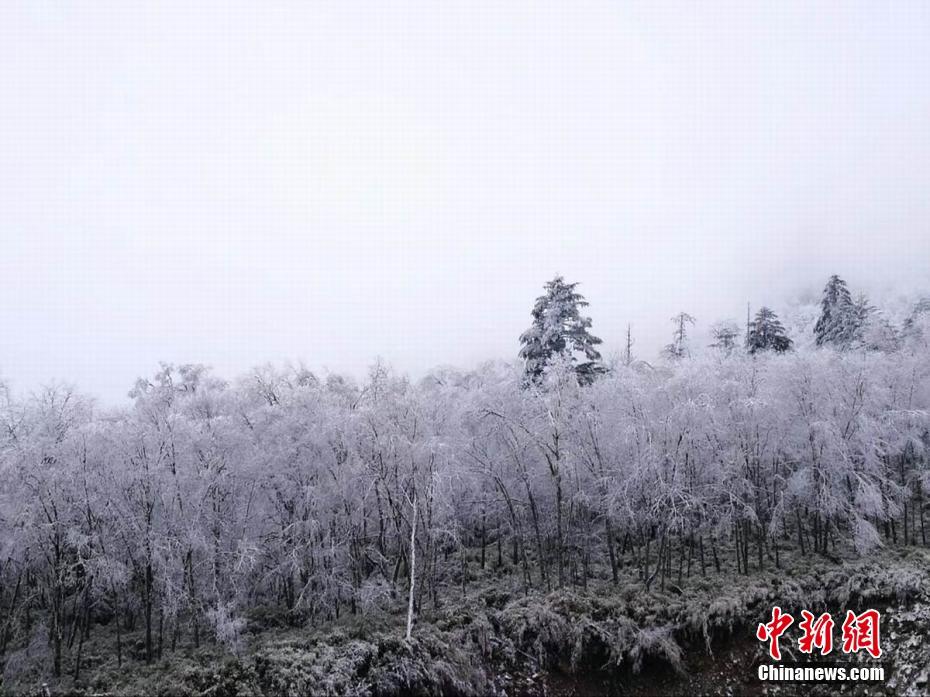 在线 黄色 直播