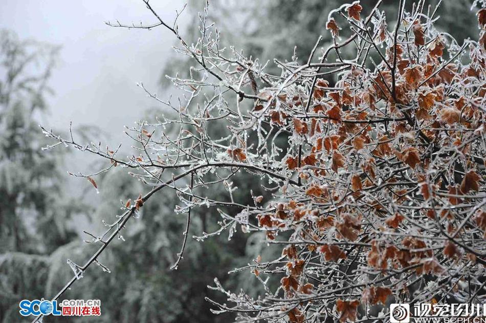 张津瑜无码无删减片段