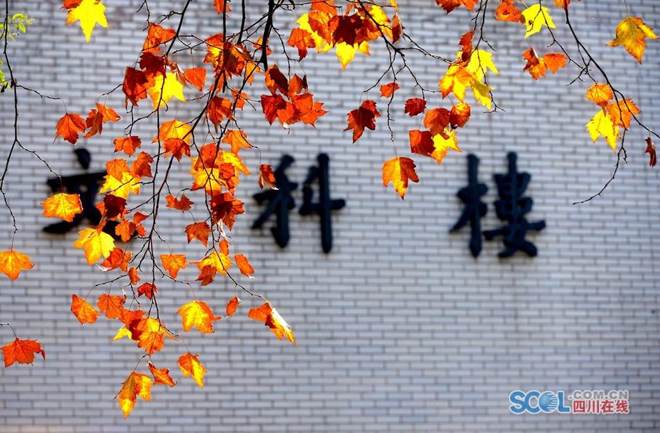 草莓福利导航