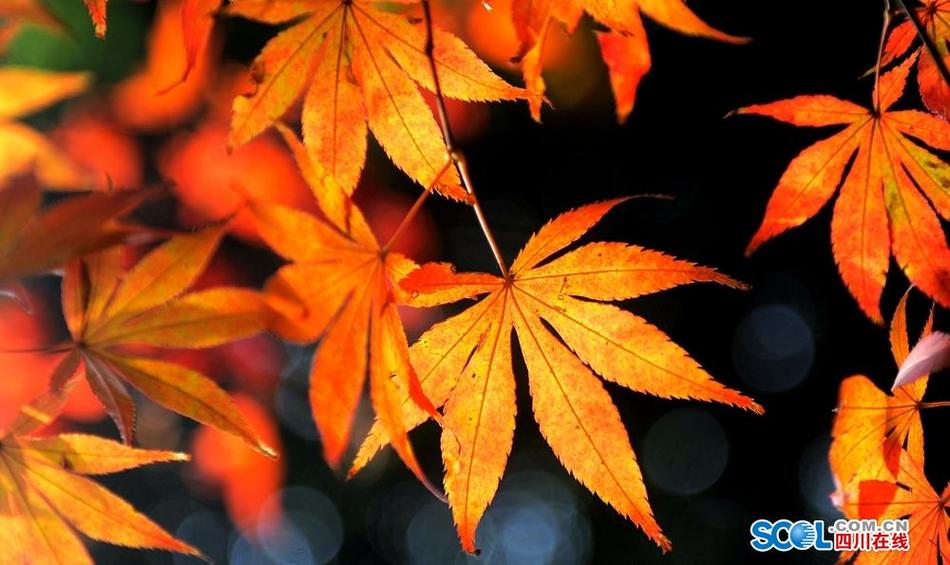 亚洲版色戒