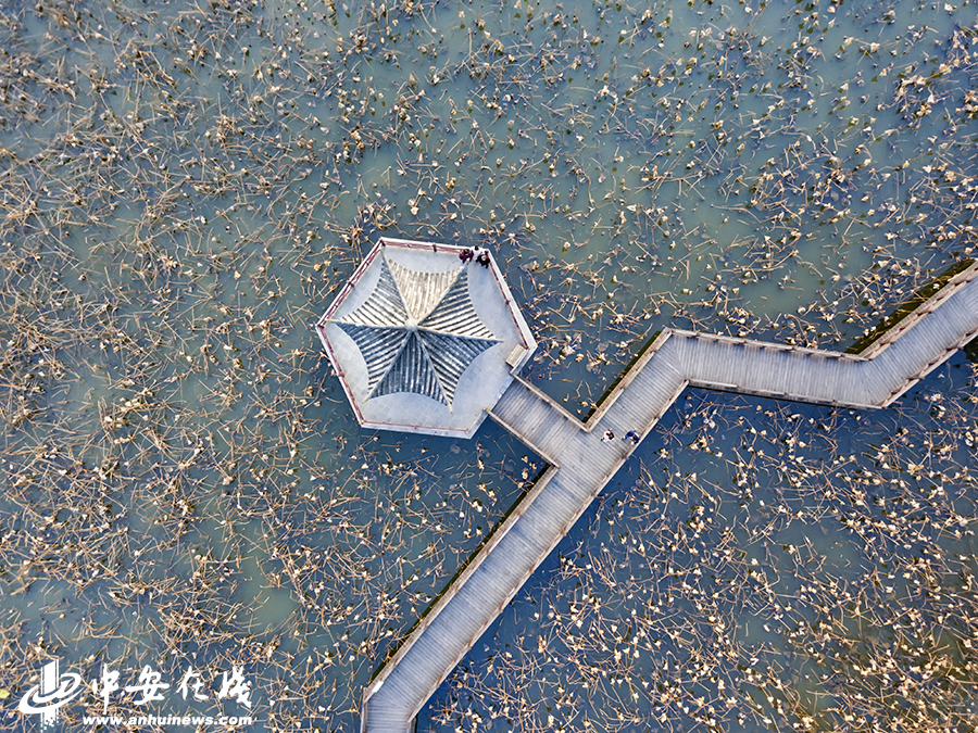 美女的批的日