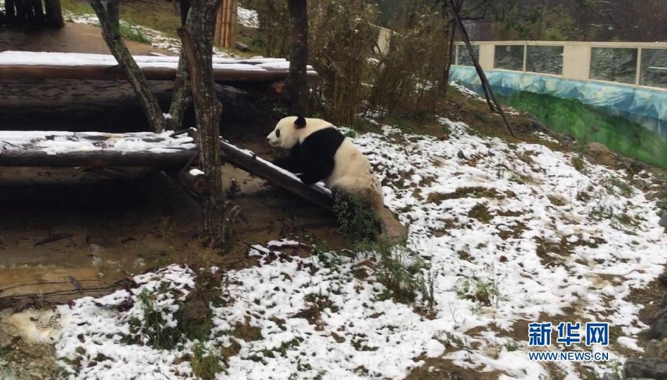 母子內射懷孕