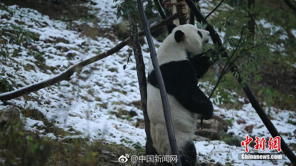林宗彥
