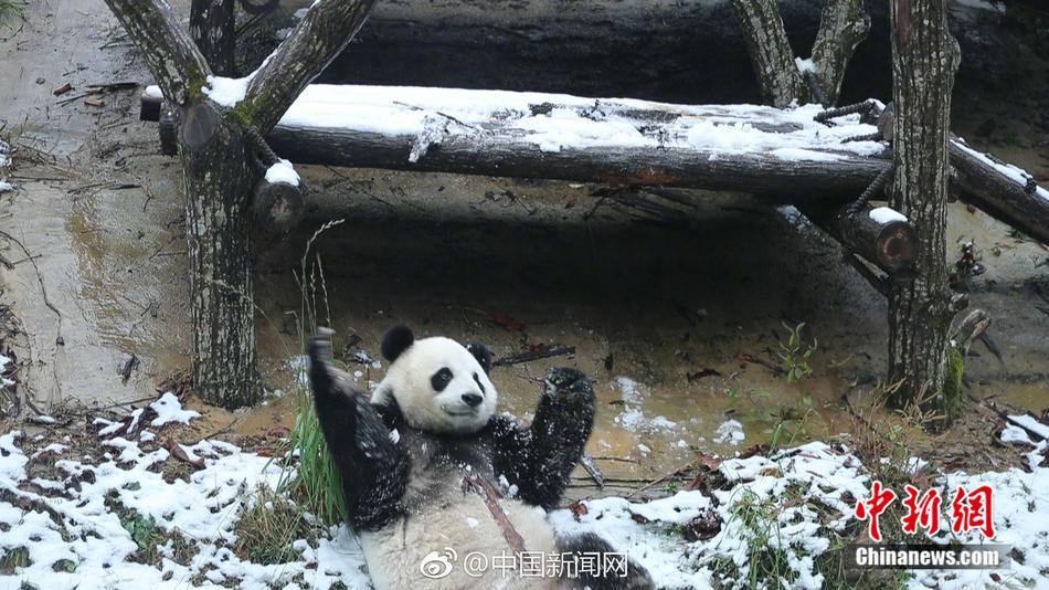 能看的黄色网址