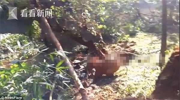 绿茶直播