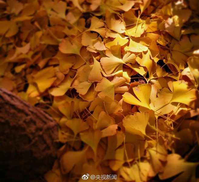 AAA级毛片