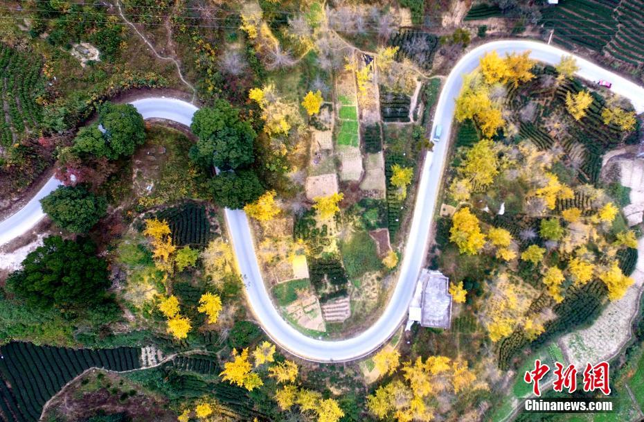 日本跳蛋