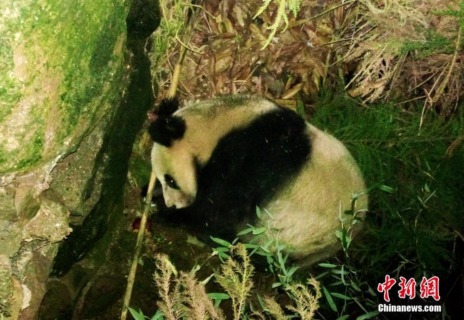 鞠婧祎裸被 高清网站