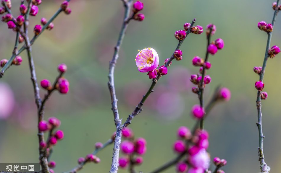 www.草莓视频