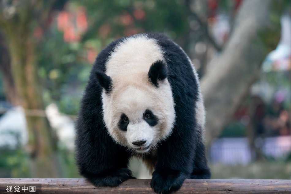 欧美二级黄色片