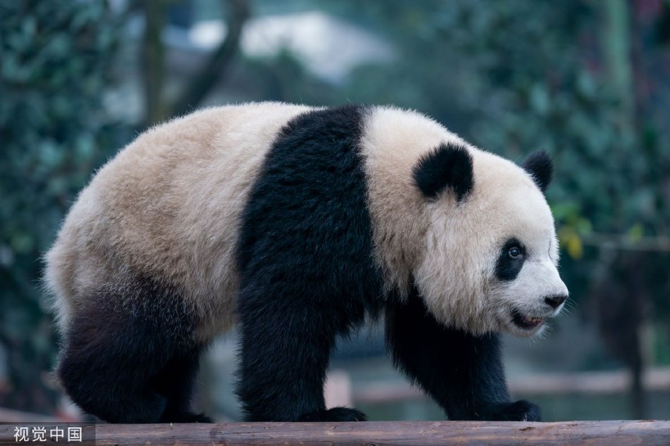 偷拍强奸犯无马