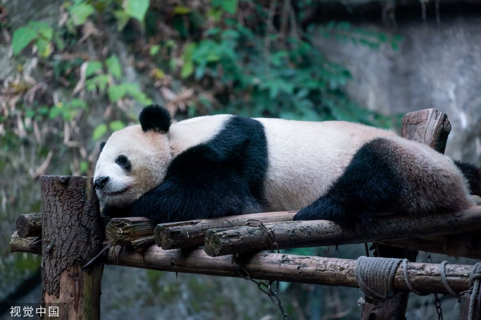 张丽与黑人巨大30厘米