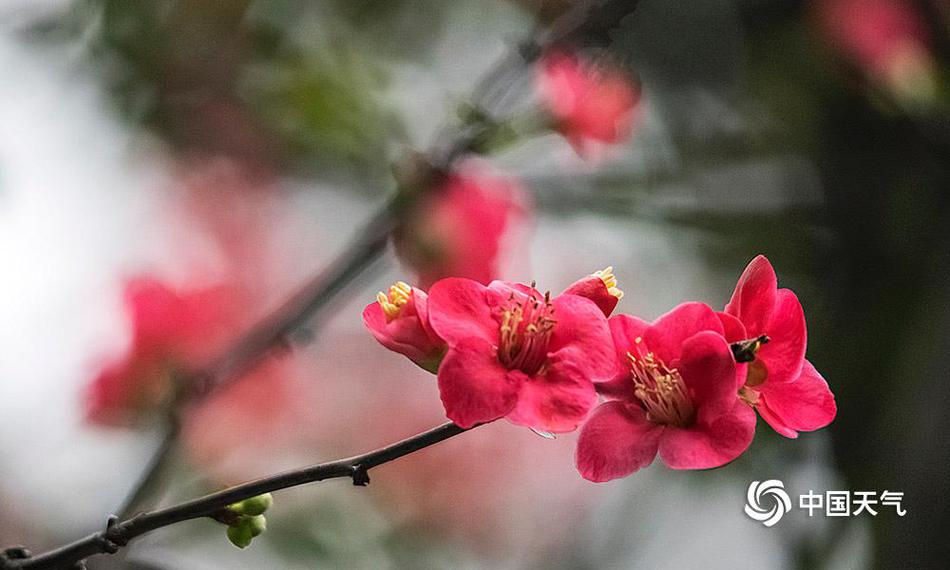 鬼頭桃菜