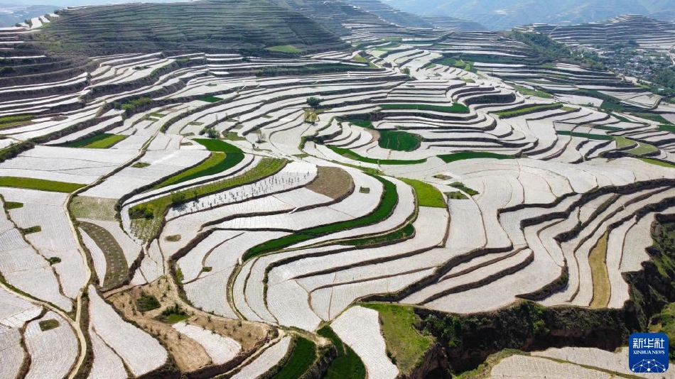 四虎精品最新地域影库