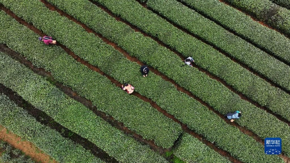 偷拍非洲Av网