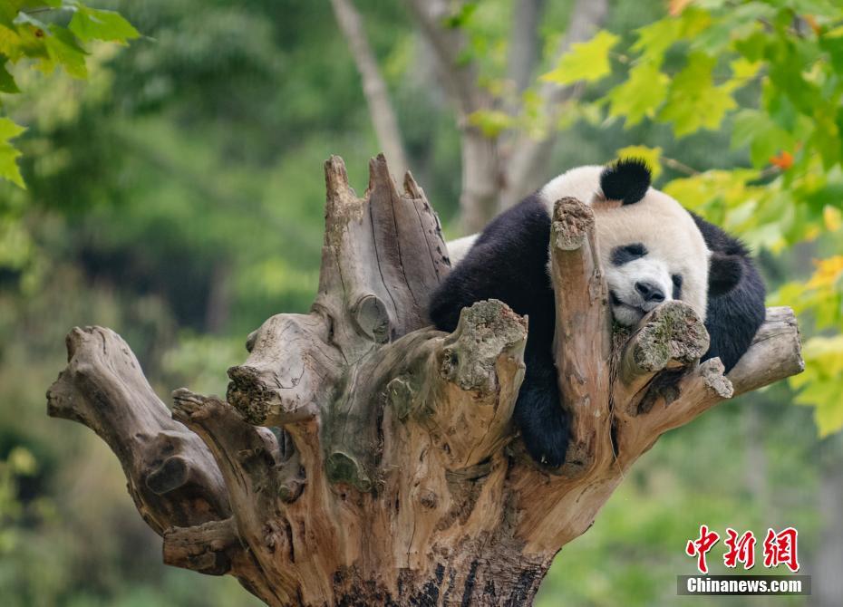 中国厕所偷拍