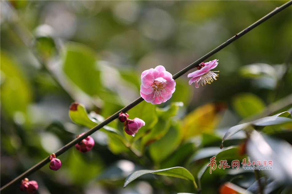 黑料网 明星,热点,吃瓜