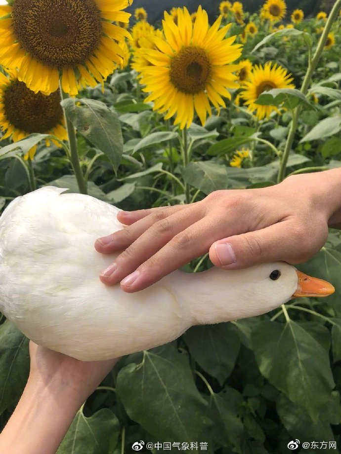 品玉