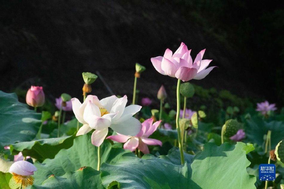 茄子视频