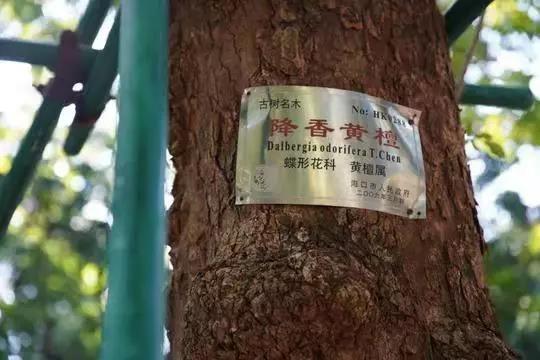 高情黄色视频