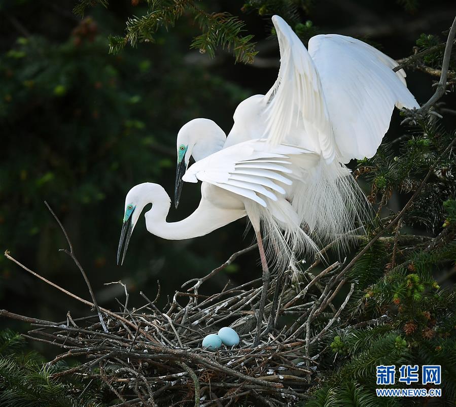 杨幂一晚上弄了6次高潮