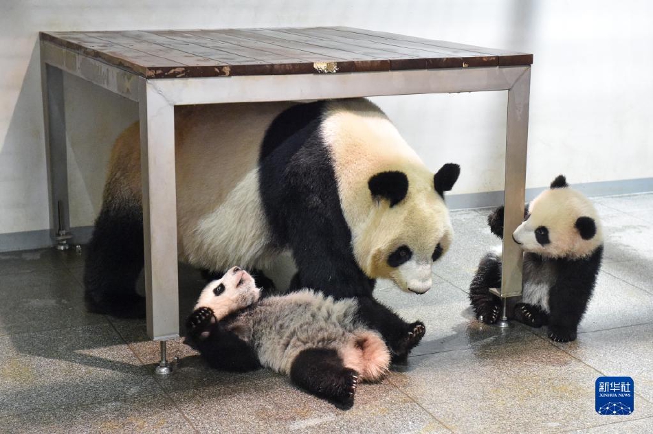 欧美一级婬片A片免费放上海宾馆