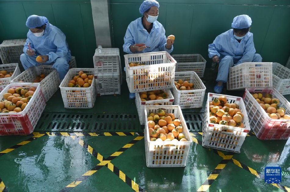 中国老太浓毛毛茸毛