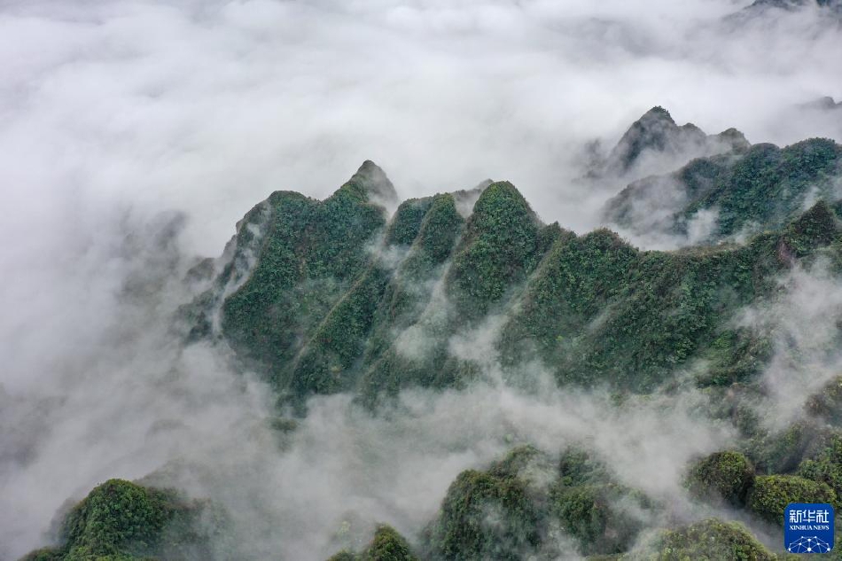 免费一级毛片