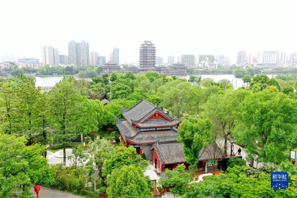 张柏芝两腿之间毛毛图片
