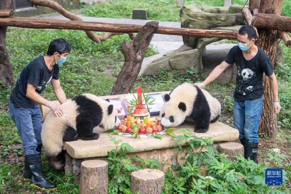 女人与藏獒交酡全过