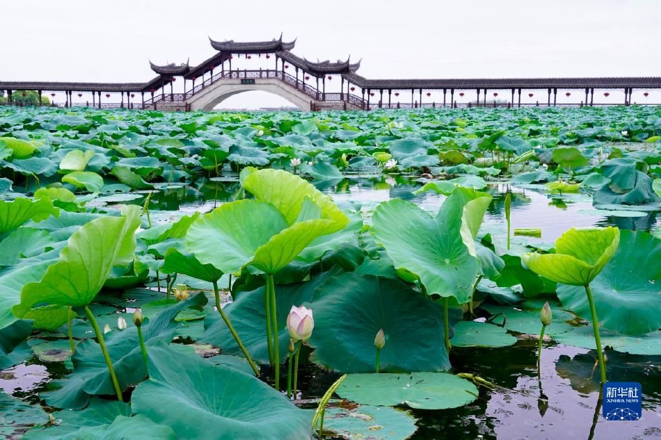 16年前的今天：吉诺比利在太阳头上狂砍48分