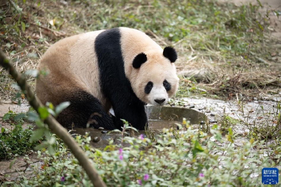 色戒在线看免费高清完整版电影