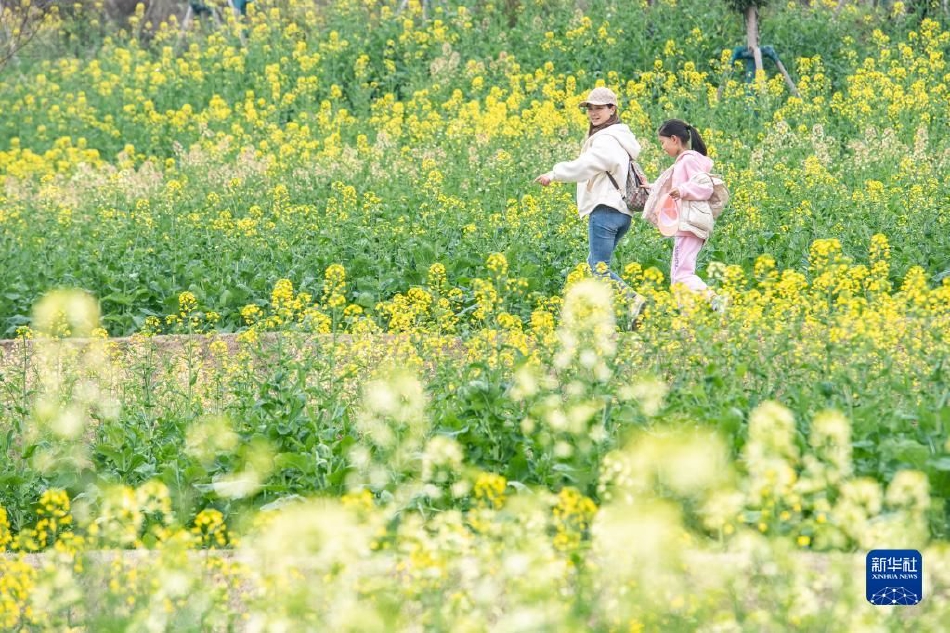 麻豆