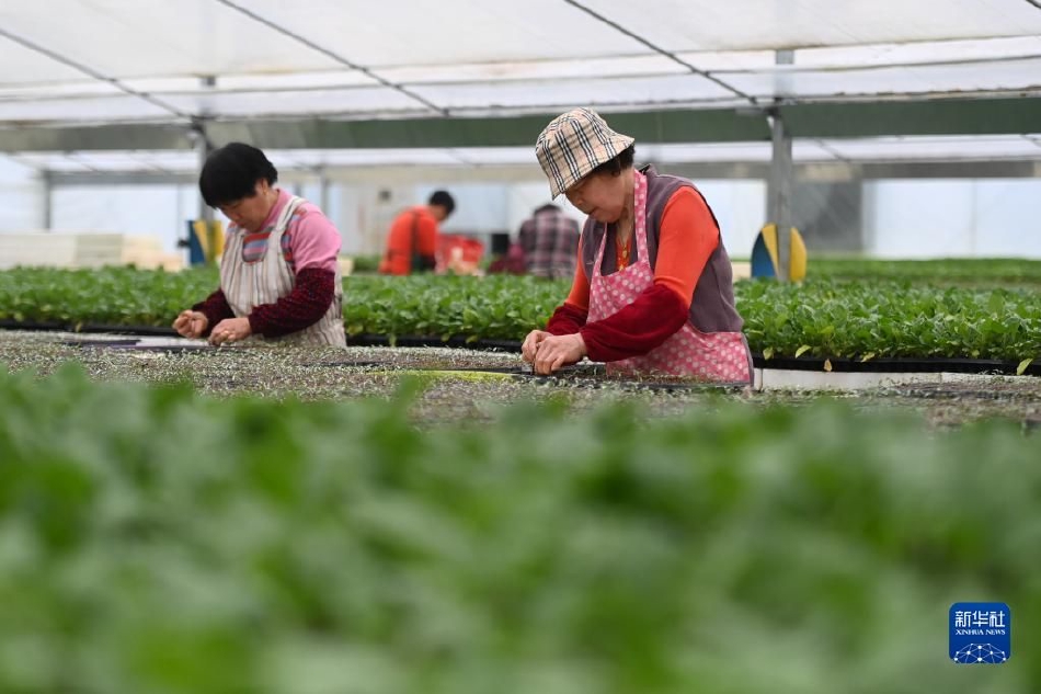 特黄黄色三极片