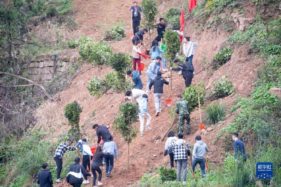 亚洲砖区区免费