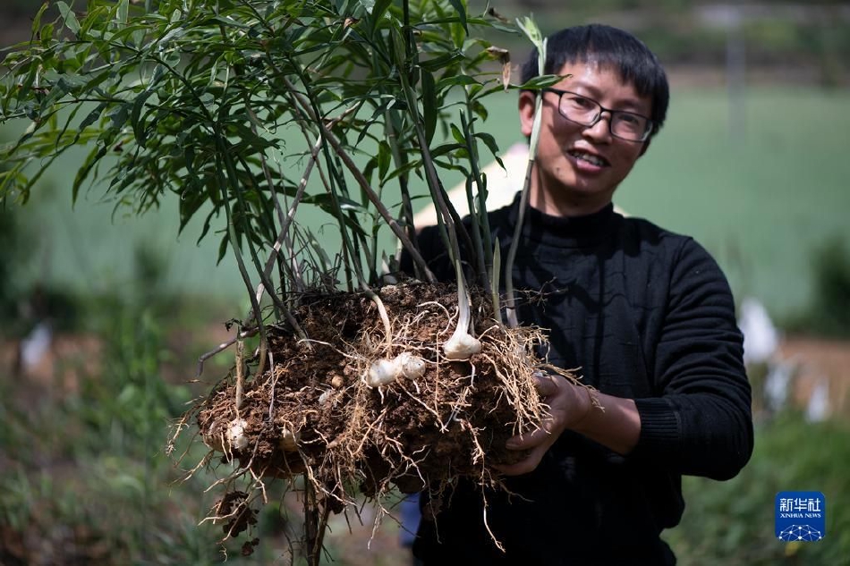 农村一级毛长片