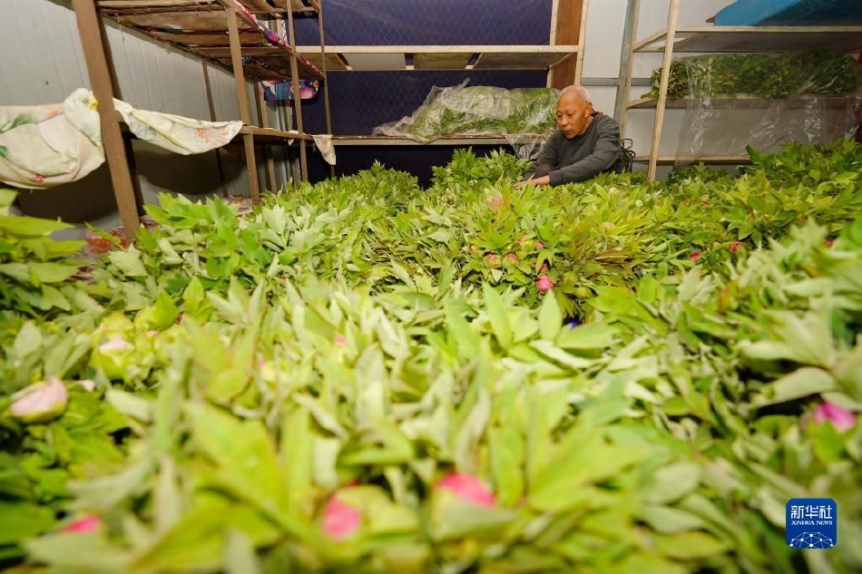 被女寝十几只白丝脚榨精