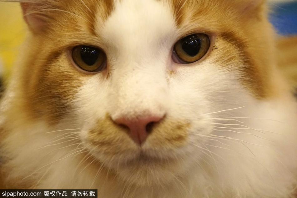 那里免费黄色视频看看
