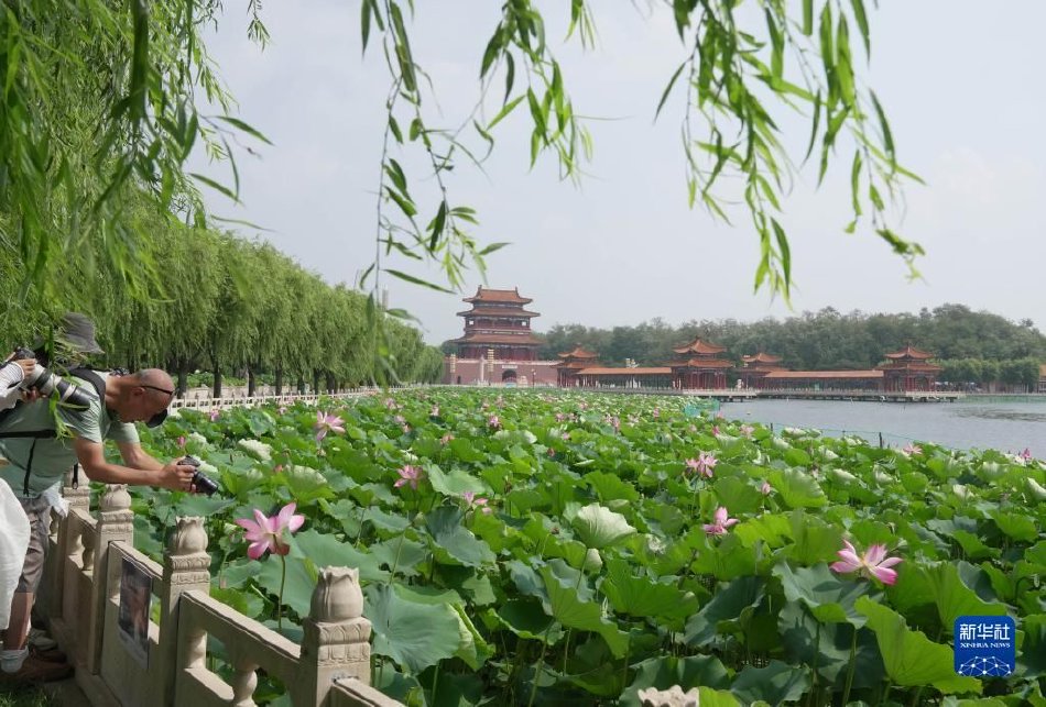 可以直接看黄的视频在线
