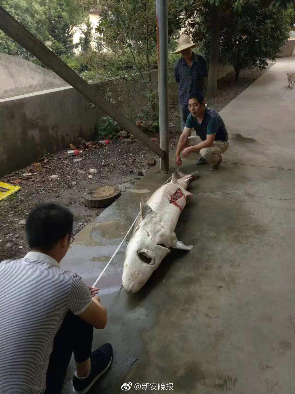 黑土怀孕模式2.0.0