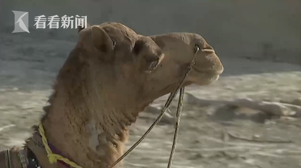 美女露私秘?部位裙底