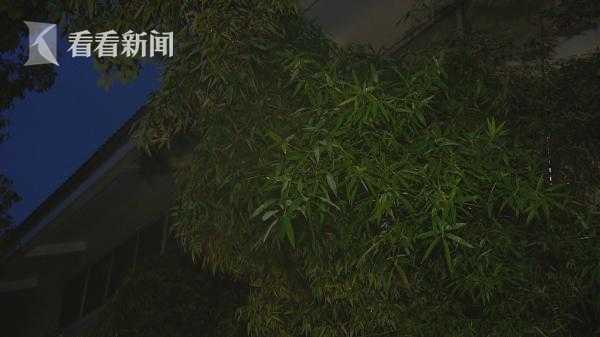 欧美午夜视频