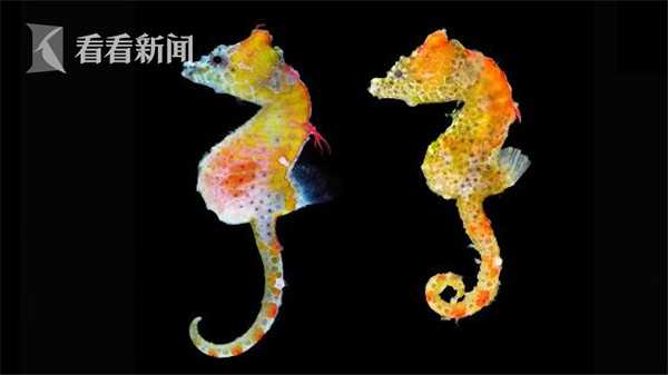 建材?襄阳晚上站岗的巷子