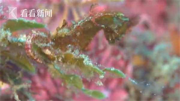 麻豆精品视频
