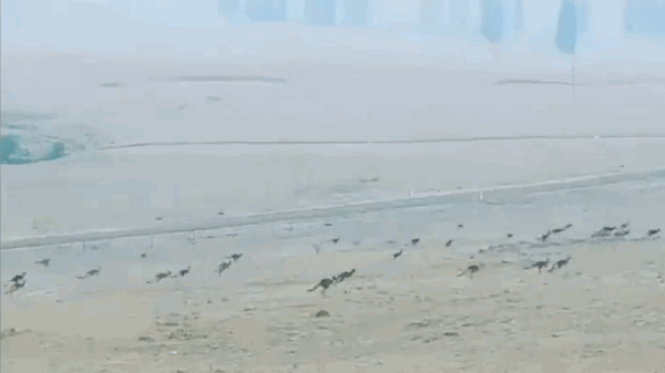 搞基软件