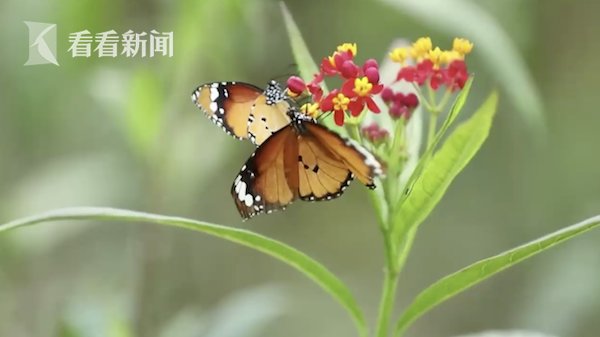 中国X站