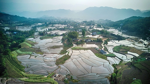 嫩茶地址