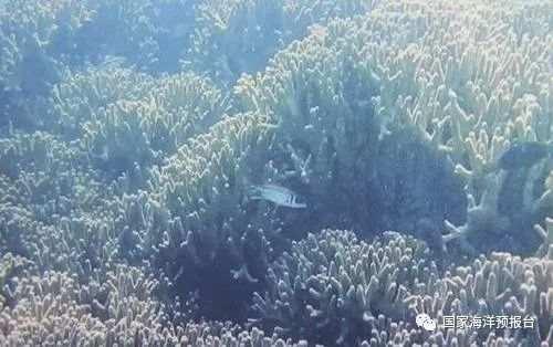 三级黄色视频片